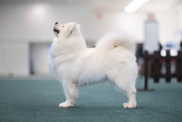 Samoyed Odysea Carpathian White Smile