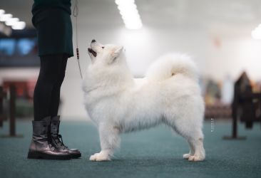Samoyed Odysea Carpathian White Smile