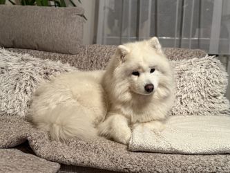 Samoyed Odysea Carpathian White Smile