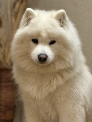 Samoyed Odysea Carpathian White Smile