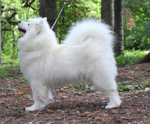 Samoyed Odysea Carpathian White Smile