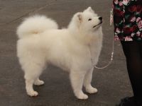 Samojed Glamorous Miracle Carpathian White Smile