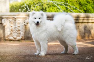 Samojed Glamorous Miracle Carpathian White Smile