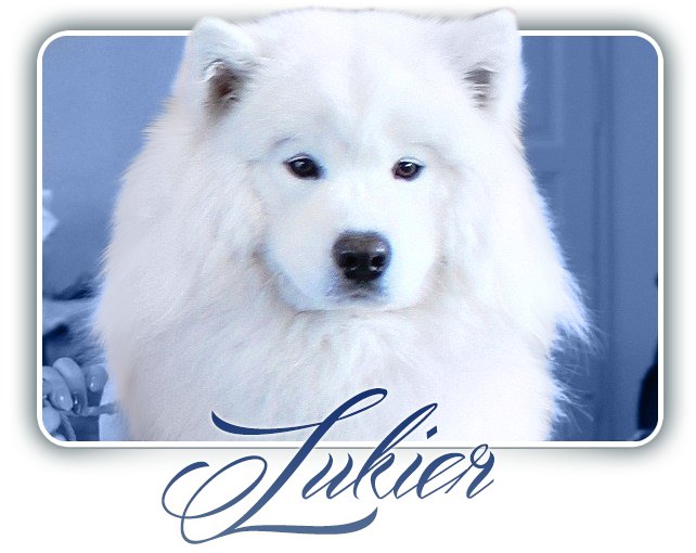 Samojed GREAT CHOICE  Carpathian  White  Smile