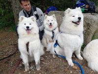 Samojed Great Choice Carpathian White Smile