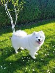 Samojed Great Choice Carpathian White Smile