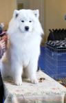 Samojed Great Choice Carpathian White Smile