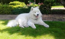 Samojed Great Choice Carpathian White Smile