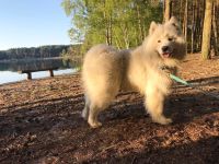 Samojed Great Choice Carpathian White Smile