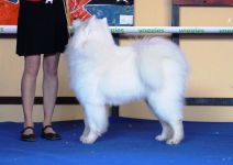 Samojed Great Choice Carpathian White Smile