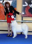 Samojed Great Choice Carpathian White Smile