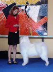 Samojed Great Choice Carpathian White Smile