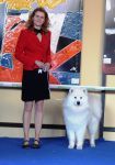 Samojed Great Choice Carpathian White Smile