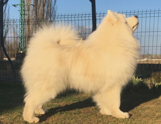 Samojed