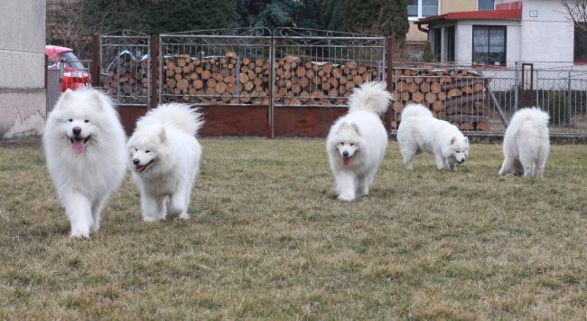 Samojed