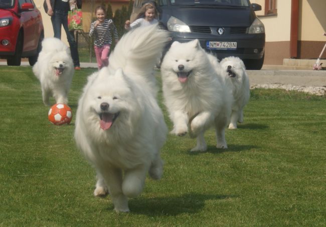 Samojed