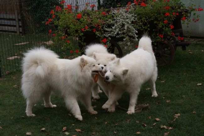 Samojed