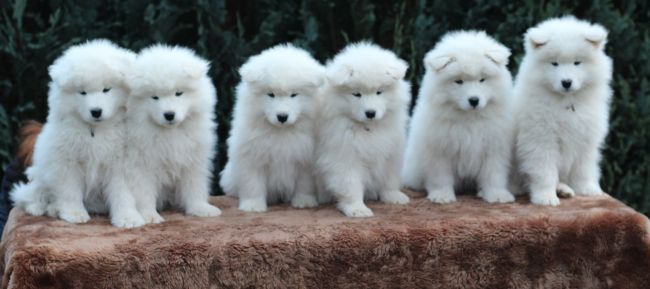 Samojed
