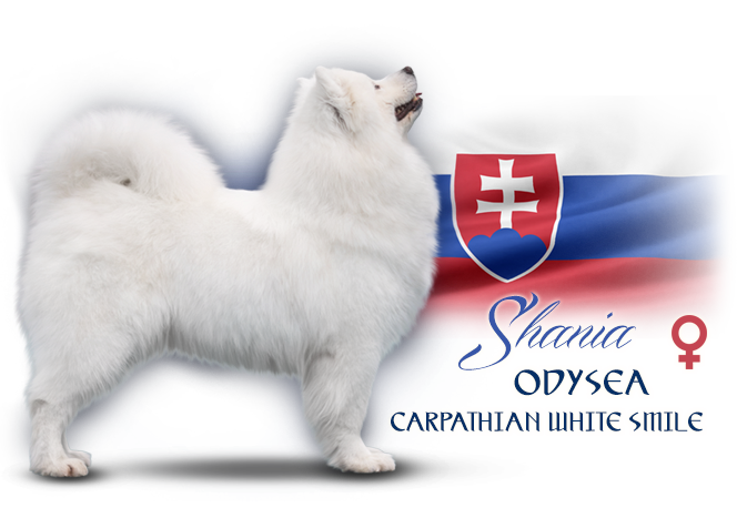 Samojed Odysea Carpathian white smile