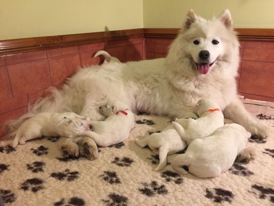 Samojed Carpathian White Smile