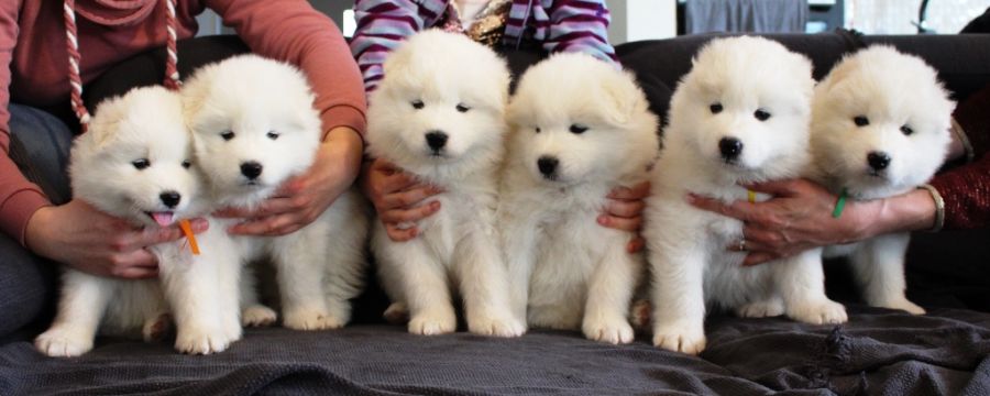 Samojed Carpathian White Smile