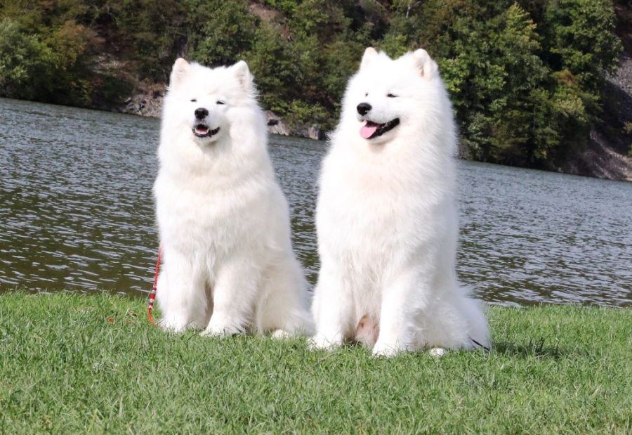 Samojed Carpathian White Smile