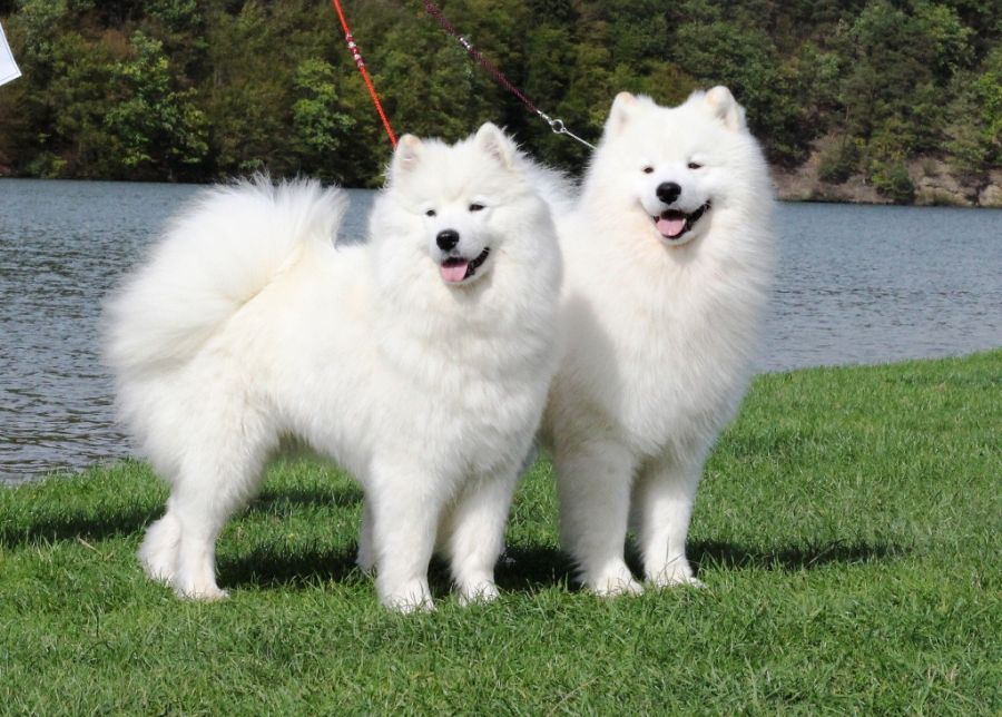 Samojed Carpathian White Smile