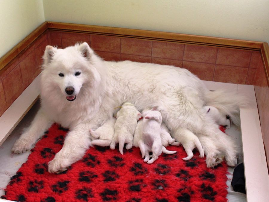 Samojed Carpathian White Smile