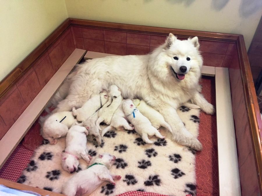 Samojed Carpathian White Smile