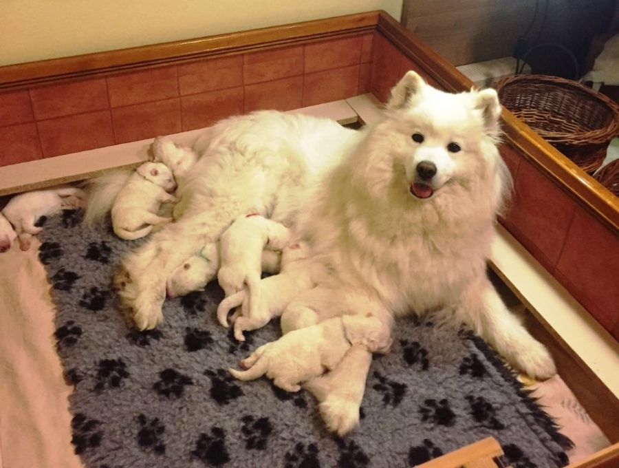 Samojed Carpathian White Smile