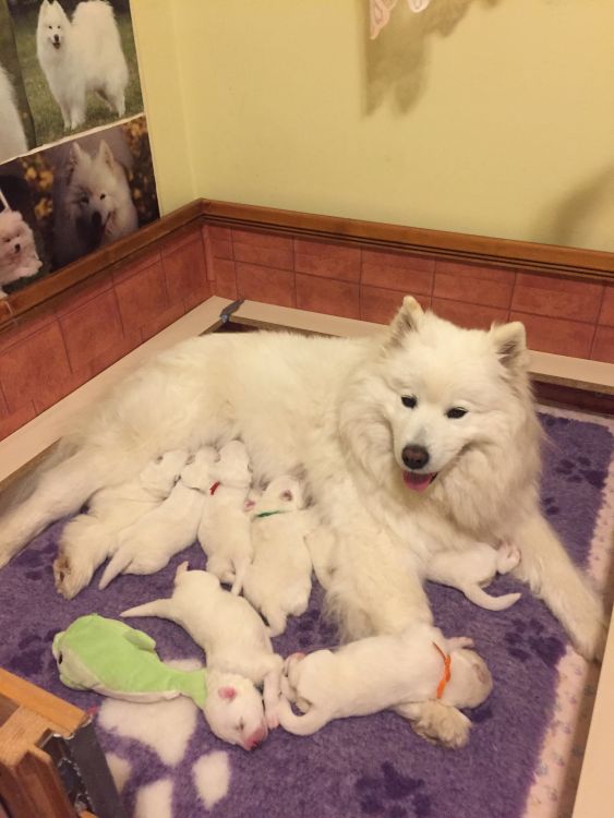 Samojed Carpathian White Smile