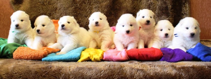 Samojed Carpathian White Smile