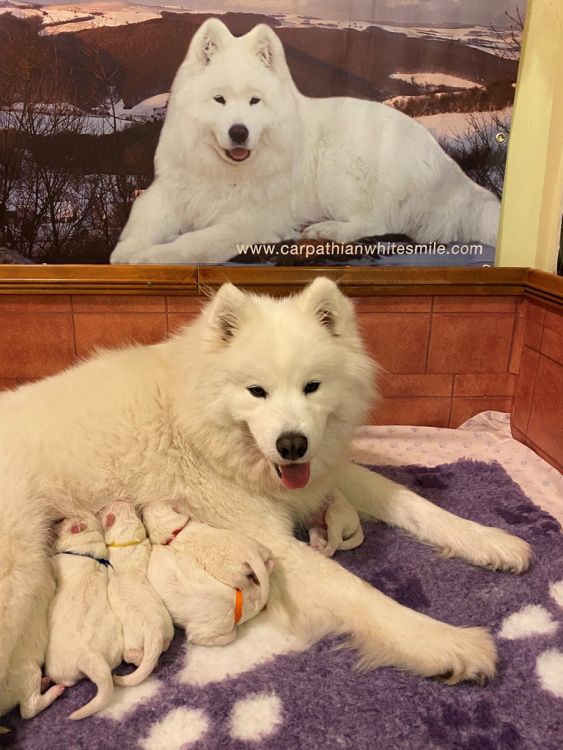 Samojed vrh L Carpathian White Smile