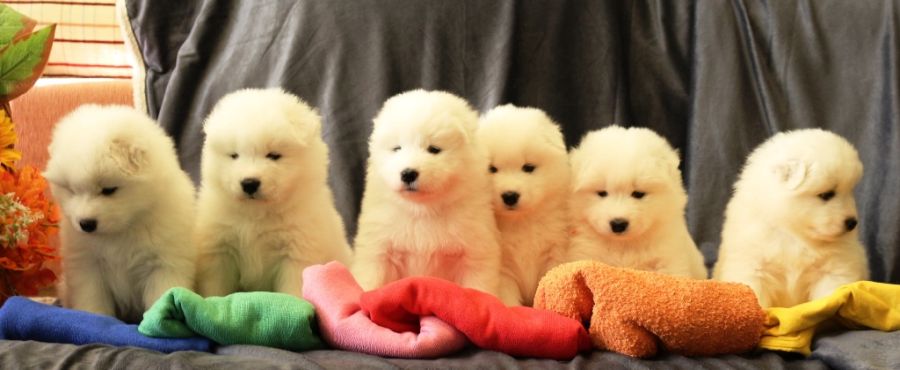 Samojed vrh L Carpathian White Smile