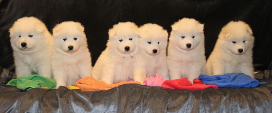 Samojed vrh L Carpathian White Smile