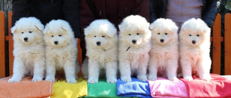 Samojed vrh L Carpathian White Smile