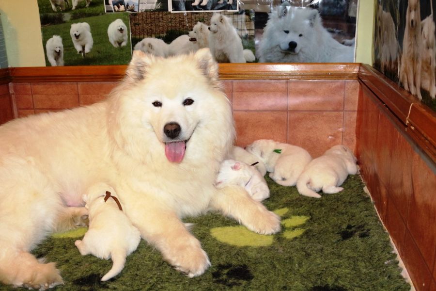 Samojed vrh N Carpathian White Smile