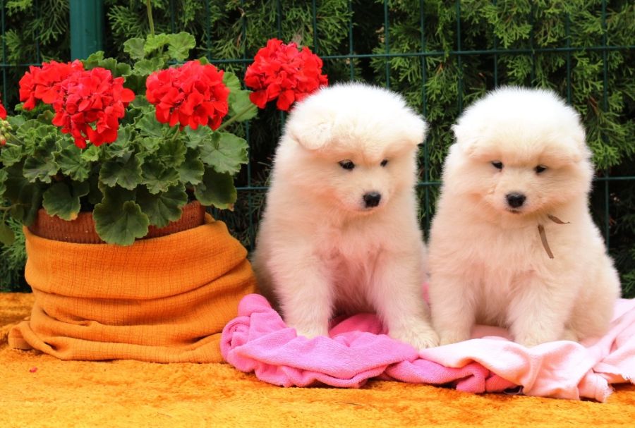 Samojed vrh N Carpathian White Smile