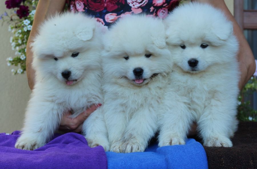 Samojed vrh N Carpathian White Smile