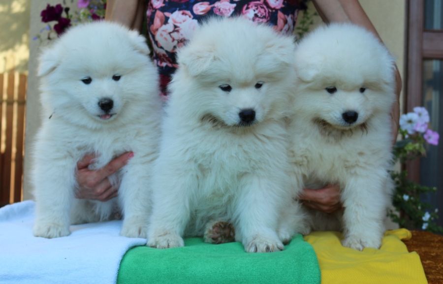 Samojed vrh N Carpathian White Smile