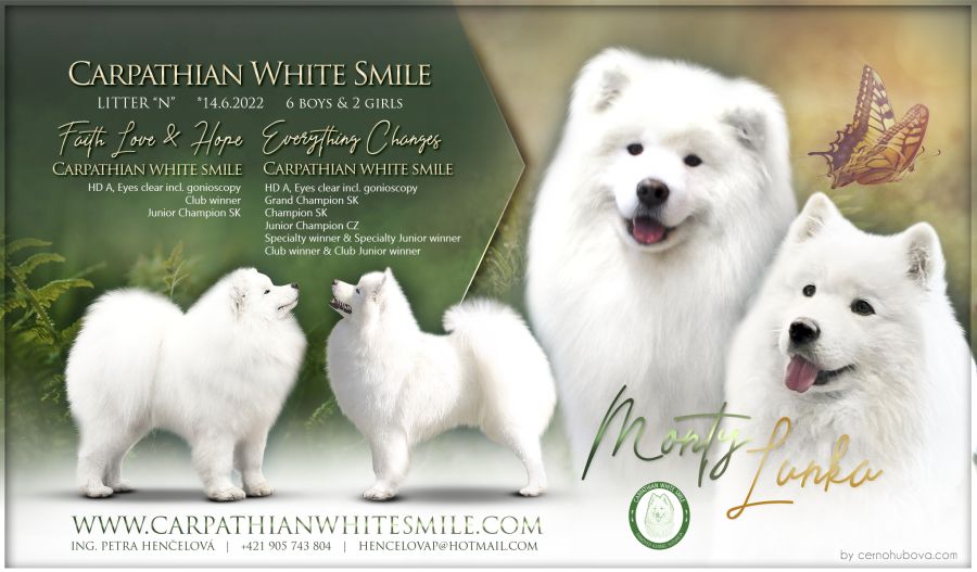 Samojed vrh N Carpathian White Smile