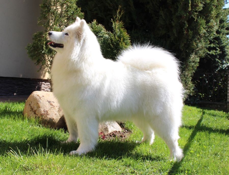 Samojed vrh O Carpathian White Smile