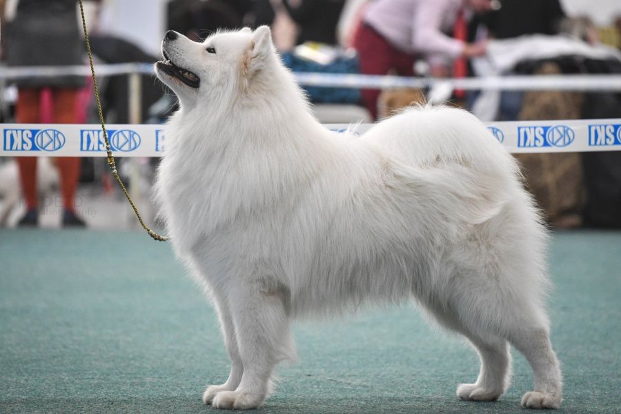 Samojed vrh O Carpathian White Smile