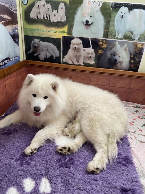 Samojed vrh O Carpathian White Smile