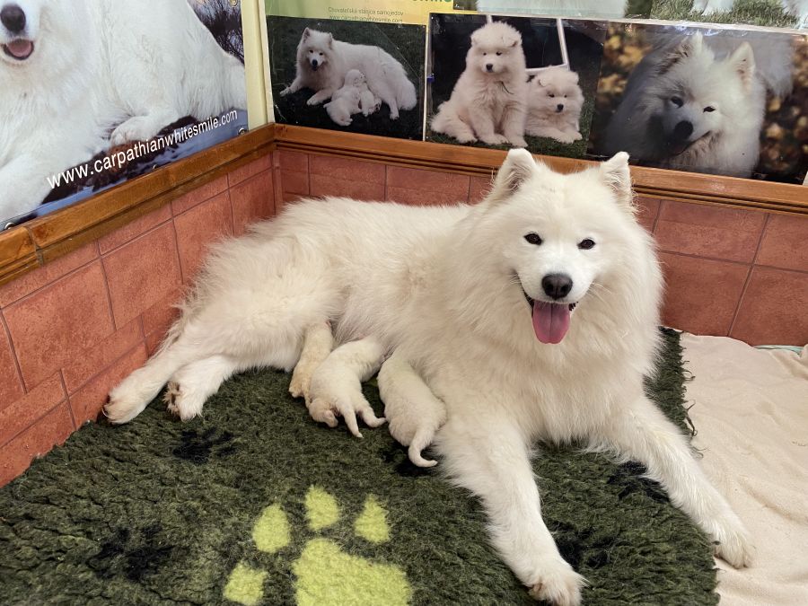 Samojed vrh O Carpathian White Smile