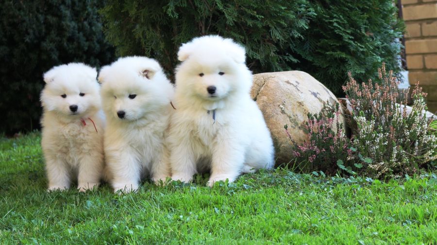 Samojed vrh O Carpathian White Smile