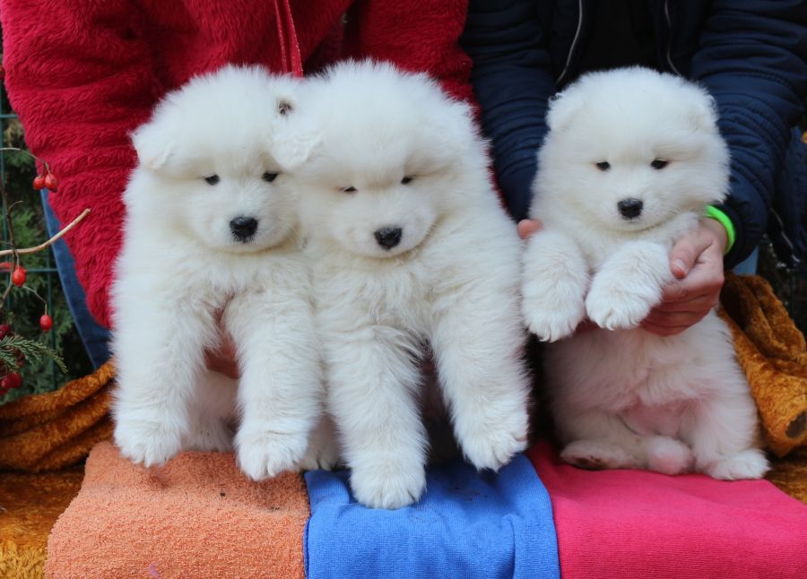 Samojed vrh O Carpathian White Smile